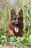 BERGER ALLEMAND 412